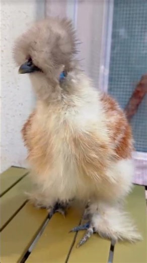 The Fluffiest Chicken You’ve Ever Seen (Silkie Magic) #birds #40birds