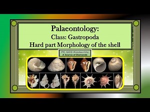 Class Gastropoda: Hard part morphology of the Gastropoda shell