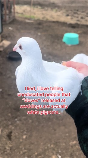 Dove do not the the ability to home #wedding #doverelease #pigeonracing #pigeonfancier #pigeons