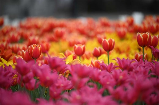 Everything you need to know about the 2026 Albany Tulip Festival
