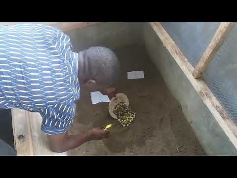 Snail egg incubation