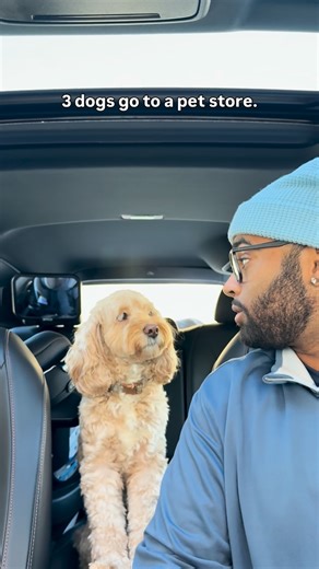 Luna The Mini Cockapoo on Instagram: "She really wanted the @redbarninc treats 😳 #redbarnpartner #treats #sponsored"
