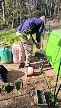 What Did This Massive Python Just Eat?