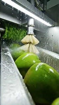 You Won't Believe How These Green Coconuts Are Processed – A Truly Unique Method Revealed