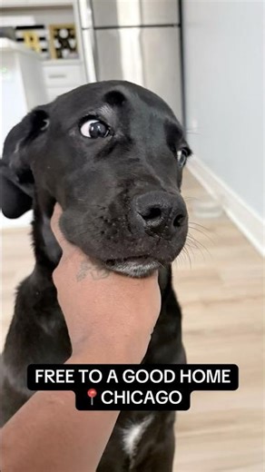 FREE TO A GOOD HOME 📍CHICAGO