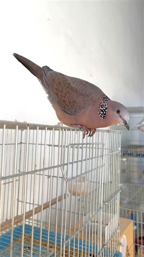 Understanding the Spotted Dove Species