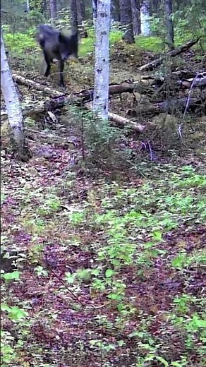 WILD Wolves Hunting in Alaska