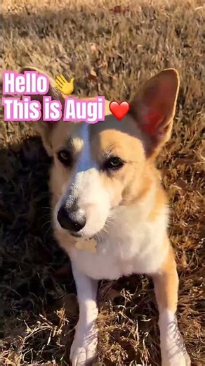 Hello, she is Augi. Corgi and mini Australian shepherd mix. #dog #pets #funny #shorts #puppy
