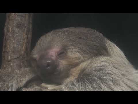フタユビナマケモノ (東山動植物園) 2021年7月22日