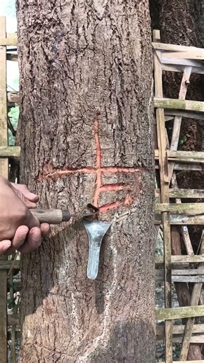 Unique sap collection from chalta tree 🎄#shorts #short #shortsvideo