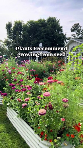 Here are 5 flowers that I have grown from seed with prolific results! I’m trying several new varieties this year so, hopefully, I’ll be able to add to this list! What’s your favourite flower to grow from seed? All of these can be purchased from @halifaxseed Use BLOSSOM10 for additional savings! 🌿👌 🌸 Cosmos ~ I just direct sow these where I want them. Apricotta is the prettiest blush mix I’ve seen 🥹 Sensation has a lovely mix of 3 colours and they’re tall! A simple white variety is also a mus