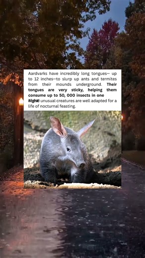 This Animal Has a 12-Inch Tongue 😲👅