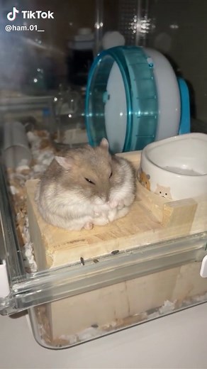 可愛いハムスターの癒し寝顔をご紹介💤