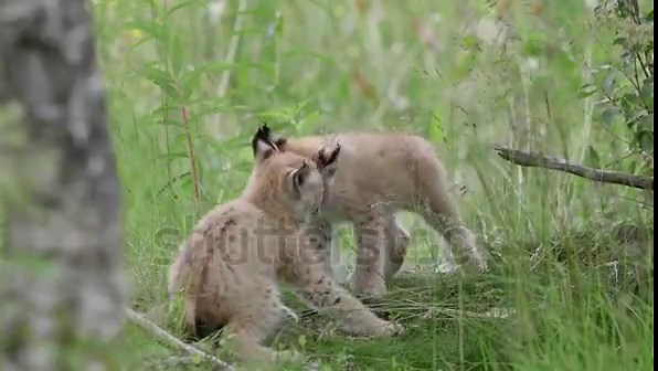 European Lynx Cubs Showcase Their Playful Curiosity
