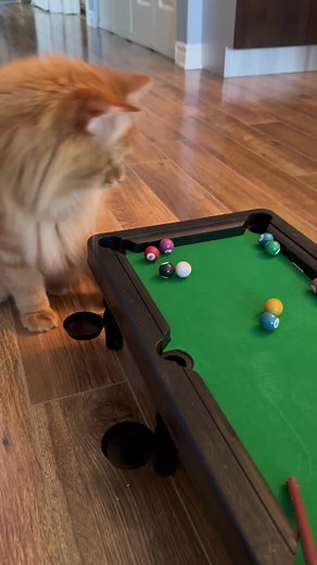 Cats Playing Pool | Adorable Cat Pool Table Fun