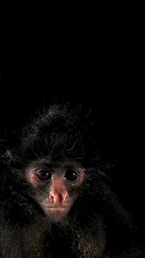A young Peruvian spider monkey for your feed!🐒 #PhotoArk