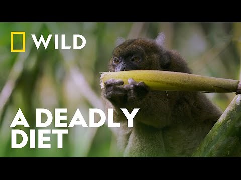 You'll Never Guess What This Lemur Likes To Eat | Madagascar's Weirdest | National Geographic WILD