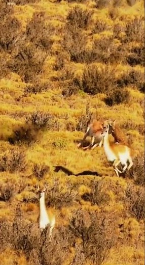 The leopard successfully caught a wild camel.🐆🐫표범이 야생 낙타를 성공적으로 포획했다.#Leopard #WildCamel #wildlife