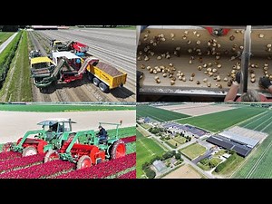 Tulip Bulb Harvest & Sorting | 3x Harvester | Dogterom Flowerbulbs