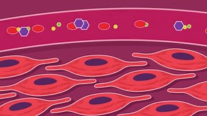 Type 1 and Type 2 Diabetes - Coordination and control - The human endocrine system - AQA - GCSE Biology (Single Science) Revision - AQA - BBC Bitesize