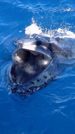 Yeaaahhh Baby!!! 🐋 This wasn’t your usual whale watching experience, this Humpback whale gave everyone onboard Lady Musgrave Experience a jaw dropping surprise. The incredible video and audio were captured by Kevin Hill, a photographer and whale expert. He says it’s the first time he’s ever seen this, and we’re just as stumped about why the whale did it 🤔. We’ll check in with our Master Reef Guide mentors to try to find out why, and we’ll share any answers in the comments. In the meantime, if 