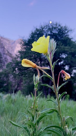 The early bird gets the worm, but the night moth gets the rose! As night descends over the rim of the valley and the moon comes out to play, nocturnal life is illuminated in its wake. There, in the meadows, stands a yellow beauty waiting for her cue. Hooker's evening primrose (Oenothera elata ssp. hirsutissima) is a biennial flowering plant that starts its first year with only basal leaves. During the following year, this plant grows into its name elata, from the Latin elatus, meaning high, or e