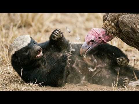 The Fearless Survivor: Why This Honey Badger Refused to Back Down Against a Giant Vulture