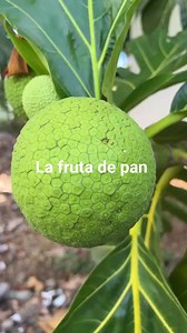 Los beneficios la fruta de pan | Sara Yanez