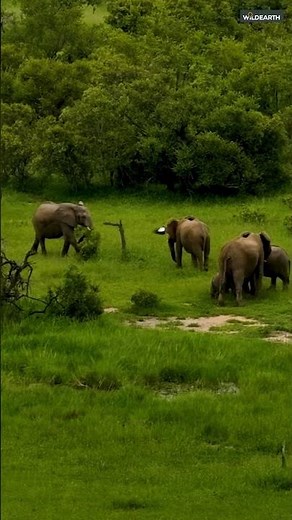 Family reunion from above - SafariLIVE Catch Up