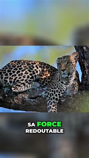 Le Mystère du Léopard 🐾 Élégance & Puissance #shorts