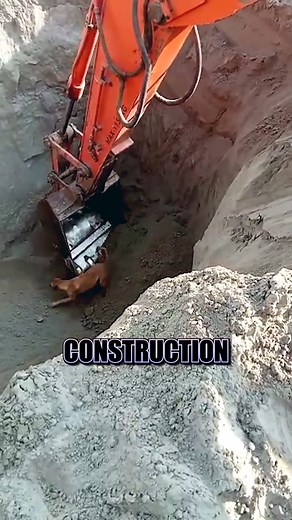 130K views · 564 reactions | Heroic Rescue Caught on Camera From fear to freedom—watch this incredible dog rescue unfold! #DogRescue #AnimalHeroes #ViralVideo #HeartwarmingMoment #ConstructionHero | Animal Kingdom Stories | Facebook
