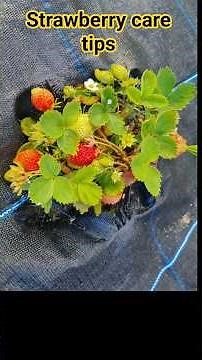 Strawberry Care After Winter – How to Help Them Grow Faster