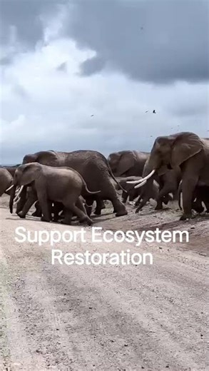 Elephant Grand Crossing #elephant #safari #wildlife