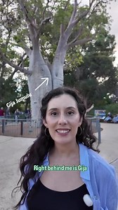 Perth's 750 Year Old Tree #perth #perthaustralia #australiatravel