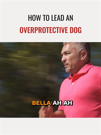 Bella thought she had to protect her owner. By showing patience and calm leadership, we taught her to relax and trust. Does your dog guard you? Bella pensaba que tenía que proteger a su dueña. Con paciencia y un liderazgo en calma le enseñamos a relajarse y confiar. ¿Tu perro te protege?