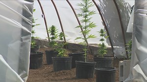 New York marks first 4/20 with legal recreational dispensaries