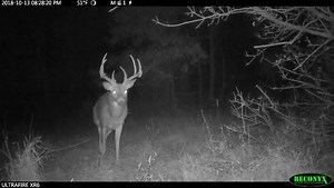 What a great Reconyx UltraFire video to get you ready for deer season! Turn up the volume! | RECONYX