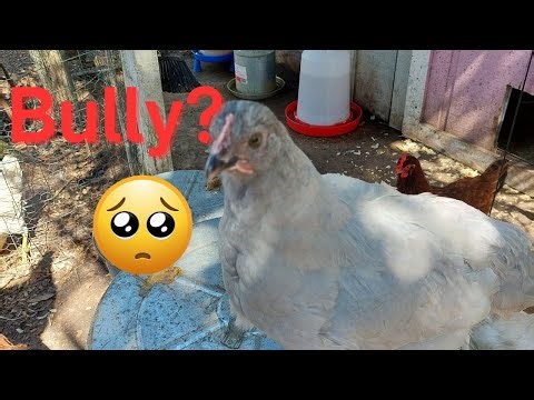 Is Your Hen A Bully? How To Spot Aggressive Behavior In Your Flock