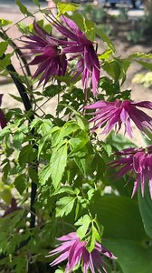 I showed you ‘Sparky Pink’ Clematis the other day, and here’s ‘Sparky Purple’! 💜 | Garden Answer