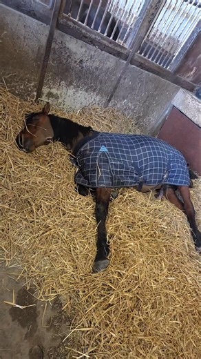 Gif Im Stall #pferd #pferdestall #gif