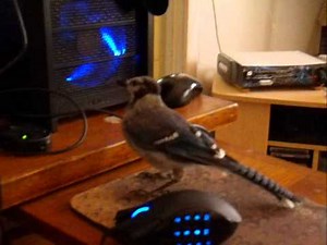My pet bluejay singing.