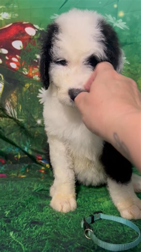 Sheepadoodle puppy for sale