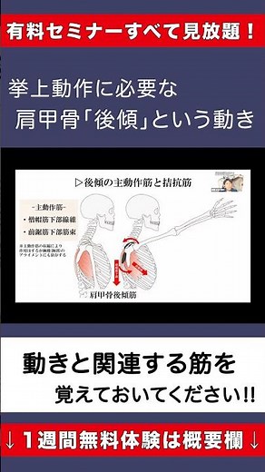 【肩甲骨徹底攻略⑳】後傾筋の主動作筋・拮抗筋
