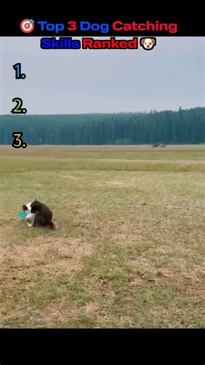 🐶 Top 3 Dog Catching Skills Ranked🎯