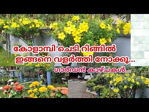How to grow and care Allamanda plant in Ring/Easiest way to grow Allamanda/കോളാമ്പി പൂവ്|Salu koshy