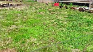 Boneyard farm on Reels