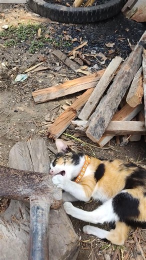 I'm chopping firewood but Yolly wants to play😸