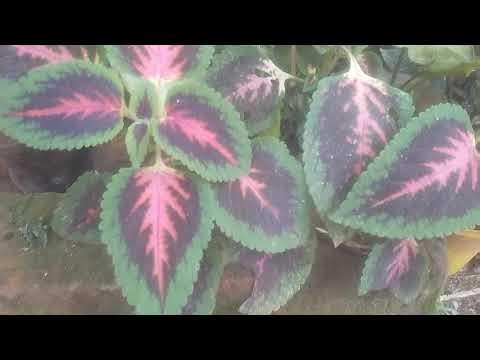 Planting marigold seedlings in a container