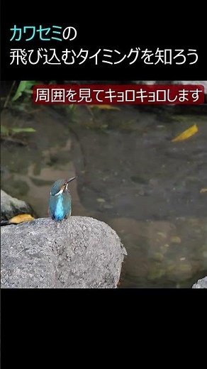 カワセミの飛び込むタイミングを知ろう #shorts #カワセミ #Kingfisher