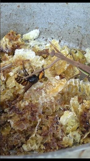 Praying Mantis Attacks Giant Hornet